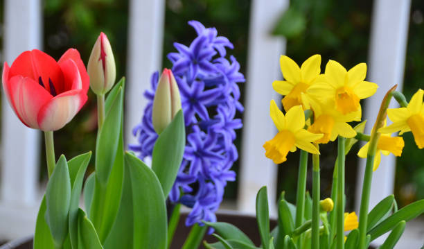 flera blommor i blom - red hyacinth bildbanksfoton och bilder