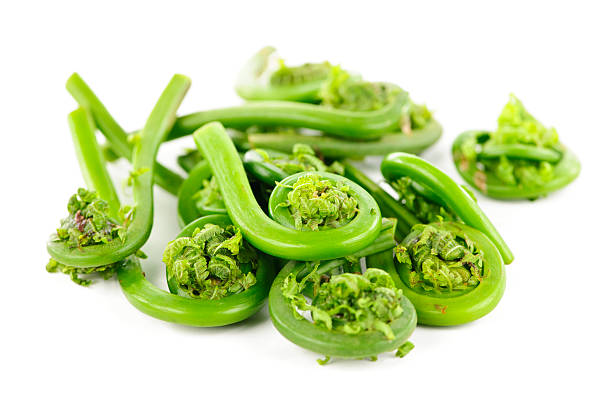 Multiple green fiddlehead soiled on a white background stock photo