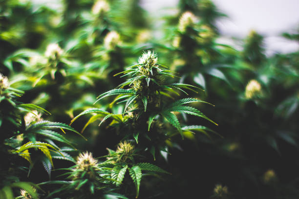 Multiple green indoor recreational medical cannabis plants stock photo