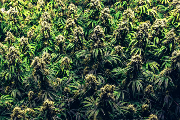 Multiple mature indoor grown marijuana cannabis plants stock photo