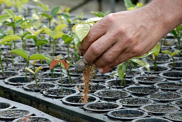 Multiple plants being grown for reforestation stock photo