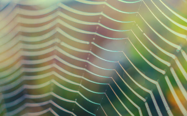 multiple regular lines of spider web with dew drops of water on colorful rainbow background stock photo