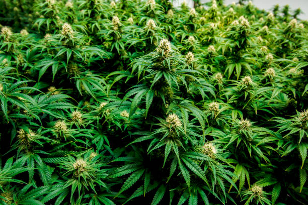 Multiple vibrant mature indoor legal medical marijuana plants stock photo
