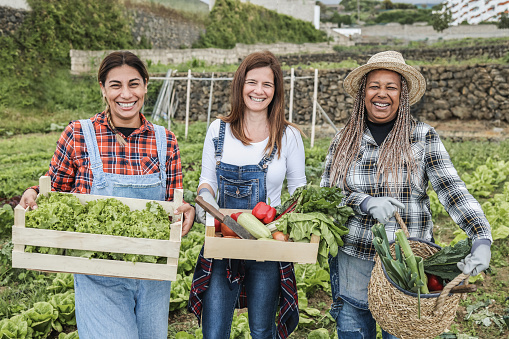 Multiracial women holding wood boxes with fresh organic vegetables - Main focus on faces