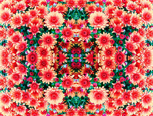 mum flower kaleidoscope - brokigt m��nster bildbanksfoton och bilder