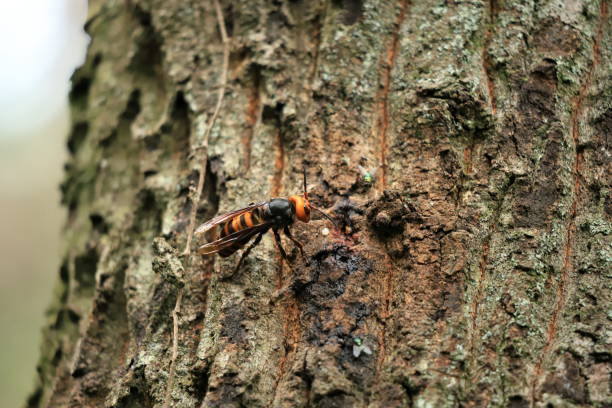 Murder Hornets The Japanese giant hornet (Vespa mandarinia japonica) is a subspecies of the world's largest hornet, the Asian giant hornet . It is a large insect, with adults frequently growing to greater than 4.5 centimetres (1.8 in) long, with a wingspan greater than 6 centimetres (2.4 in). It has a large yellow head with large eyes, and a dark brown thorax with an abdomen banded in brown and yellow. murder hornet stock pictures, royalty-free photos & images