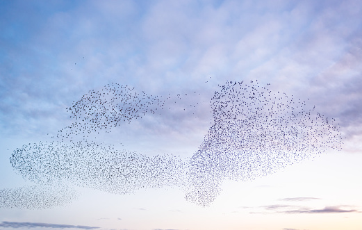 Shapes in the sky created by a large flock of starlings, flying together at dusk.