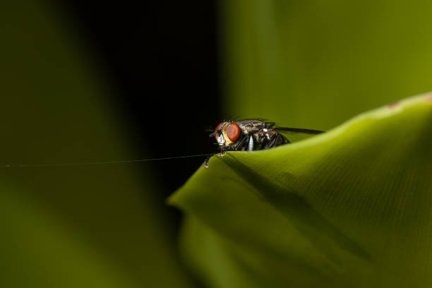 Musca Domestica (House Fly) extreme closeup on the leaf, front view stock photo