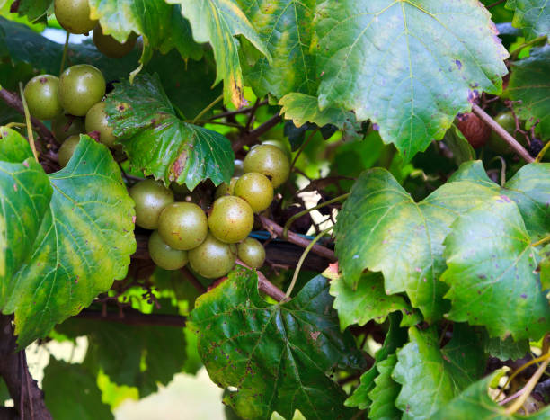 Muscadine Green Grapes Growing on a Vine stock photo