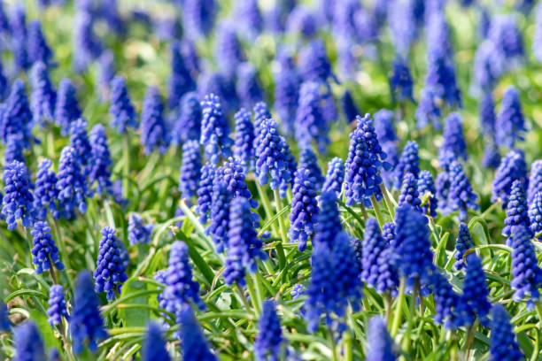 Muscari flowers, Muscari armeniacum, Grape Hyacinths spring flowers blooming in april and may. Muscari armeniacum plant with blue flowers stock photo