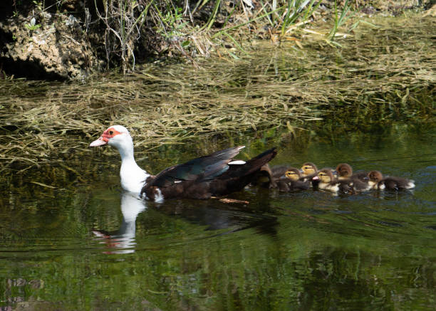 Muscovy Duck Mother Swims with Ducklings in Tow stock photo