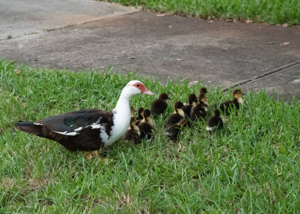 Muscovy Duck Mother Walks with Ducklings stock photo