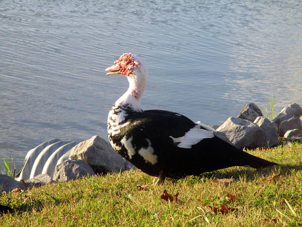 Muscovy Duck on Shore at Lake in Tennessee stock photo