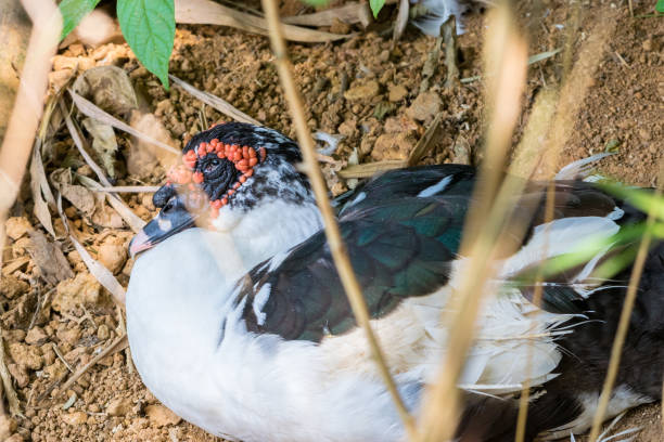 Muscovy duck with red growth on its head stock photo