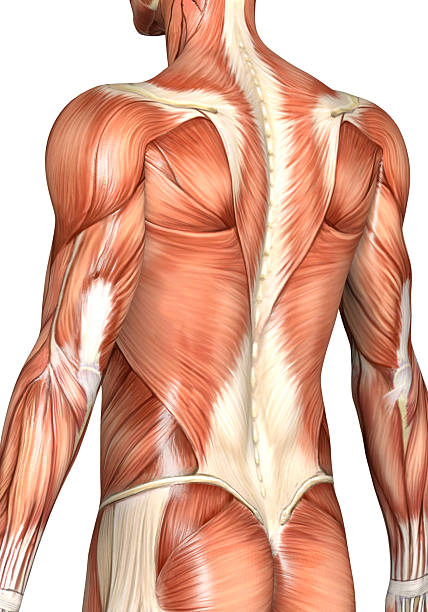 Muscular back of a man "Muscular back of a man for study, great to be used in medicine works and health. Isolated on a white background." tissue anatomy stock pictures, royalty-free photos & images