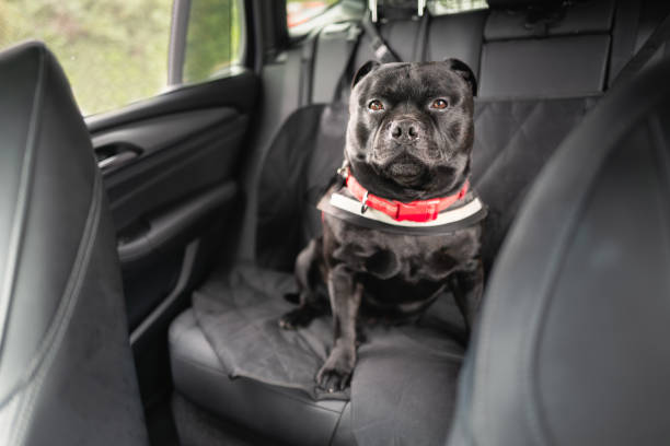 Muscular Staffordshire Bull Terrier dog on the back seat of a car attched to the seat wearing a harness. stock photo
