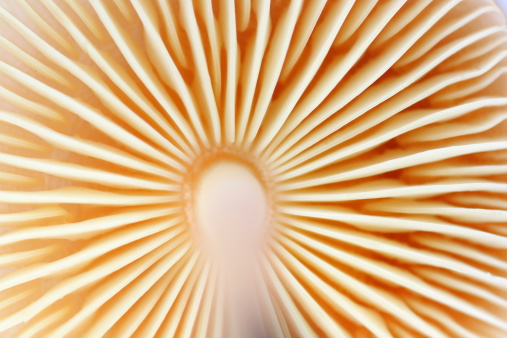 Macro shot of Mushroom bottom view backgrounds, in selective focus. Mushrooms is Collybia Butyracea type.