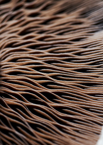 Close up of a portobello mushroom filament structure with beautiful symmetry and wave like texture.