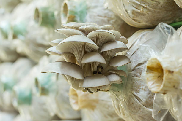 Mushroom Farm Close-up stock photo