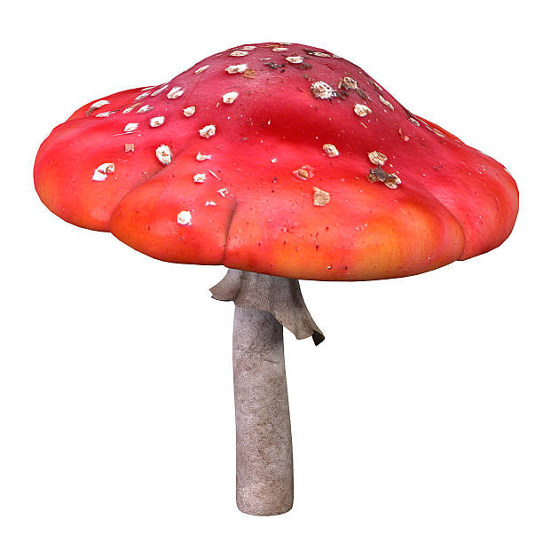 Mushroom, fly agaric stock photo