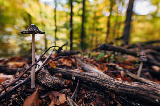 Close-up of a mushroom in a forest that looks like a hat.