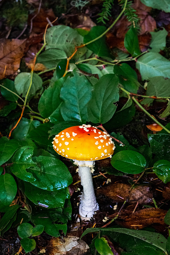A colorful mushroom grows on the forest floor, Washington, USA