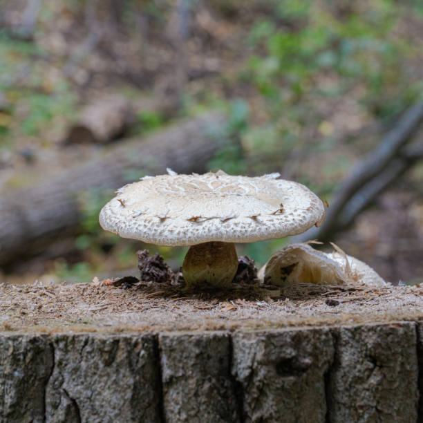 Mushroom on a Log stock photo