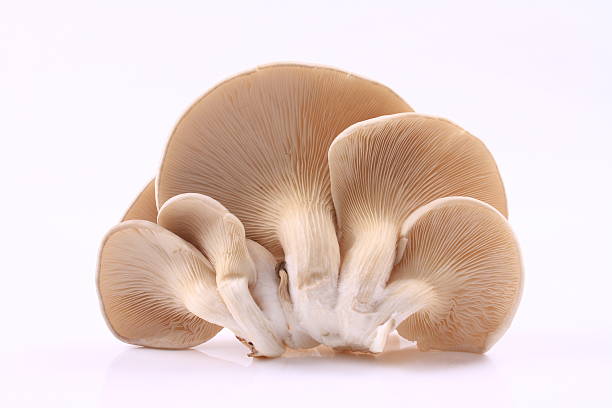 Mushroom on a white background Mushroom on a white background oyster mushroom stock pictures, royalty-free photos & images