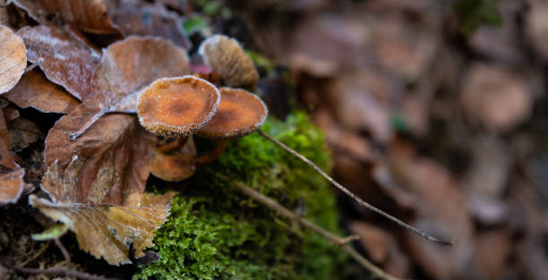 mushroom on the stump covered with hoarfrost - tadic stockfoto's en -beelden