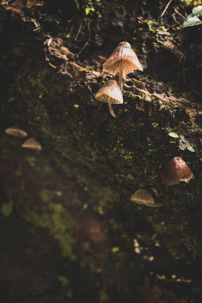 mushroom on the wet dead tree trunks stock photo
