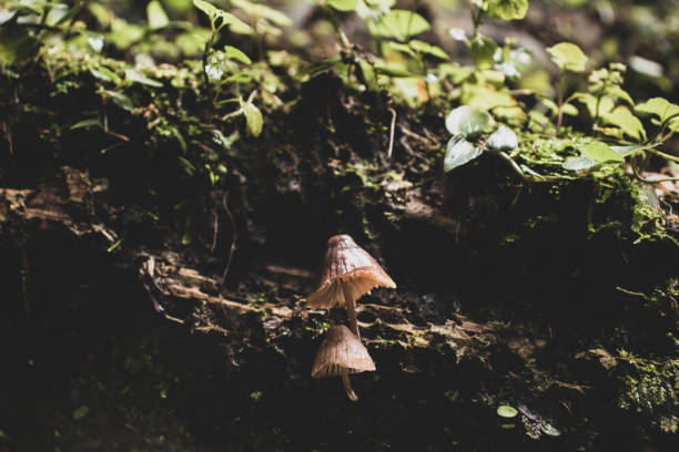 mushroom on the wet dead tree trunks stock photo