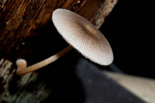 Mushroom on Wood stock photo