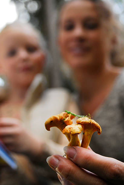 Mushroom picking stock photo
