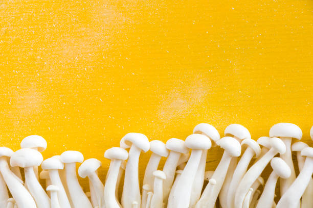 Mushroom White Asian Enoki mushroom, raw vegan food on the yellow background, fungus enoki mushroom stock pictures, royalty-free photos & images