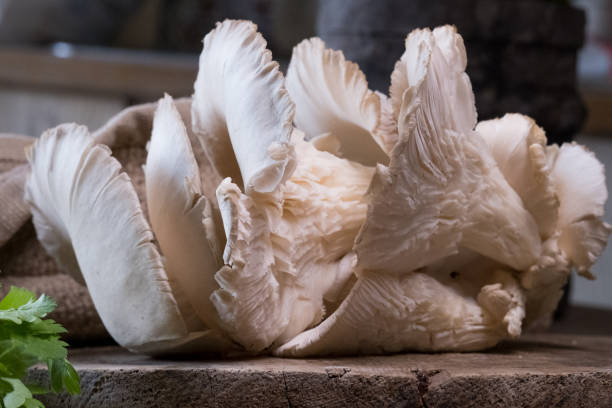 04 2021 ' Mushroom concept mushroom photo in the kitchen oyster mushrooms stock pictures, royalty-free photos & images