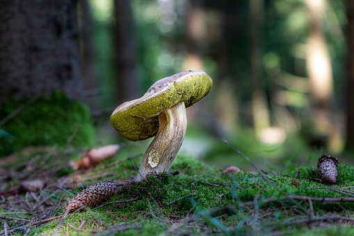 Mushroom in forest, bokeh background