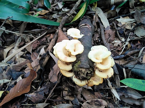 Mushroom in the trunk tree
