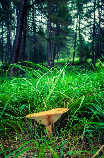 Mushroom in wood shades
