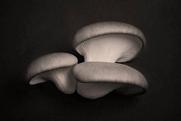 champignon - champignon et en studio et fond noir photos et images de collection