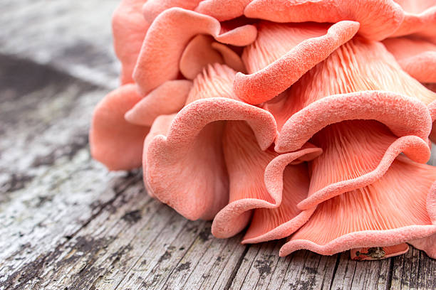 mushroom Pink Oyster Mushroom  on a wooden background oyster mushroom stock pictures, royalty-free photos & images