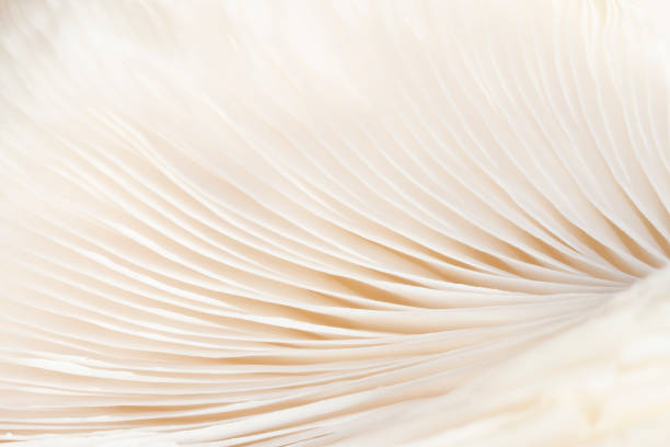 Mushroom Texture stock photo