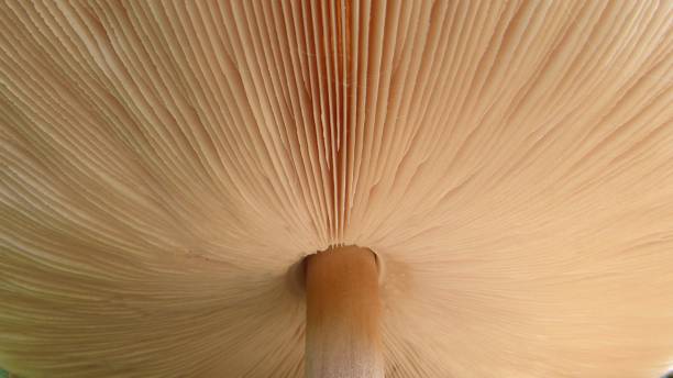 Mushrooms closeup. Bavaria, Germany. stock photo
