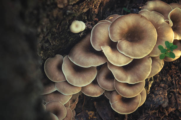 Mushrooms grow on a tree trunk in autumn forest Mushrooms grow on a tree trunk in autumn forest. oyster mushroom stock pictures, royalty-free photos & images