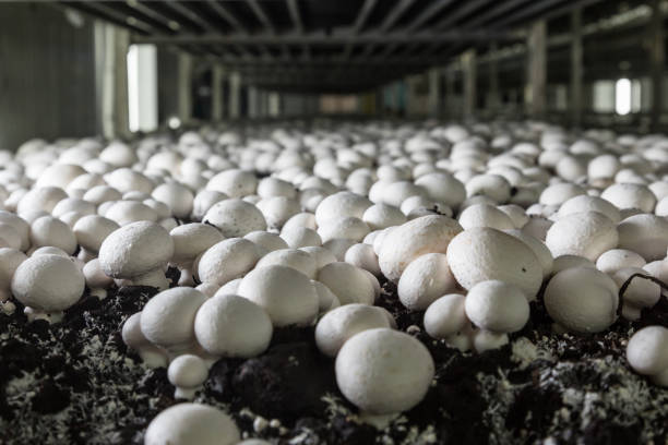 Mushrooms growing on a mushroom farm Champignons growing on a mushroom farm. Mushroom production industry mushroom stock pictures, royalty-free photos & images