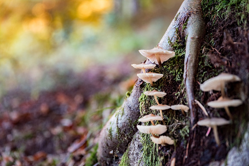 Mushrooms Growing on a Shaded Tree in a Beautiful Autumn Forest