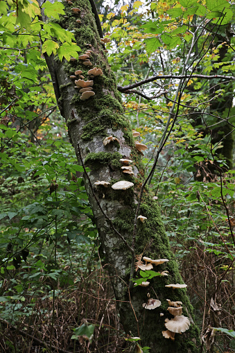 A series of mushrooms thrives on mossy tree bark in a West Coast forest in autumn.