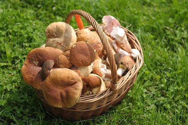 mushrooms in the basket stock photo