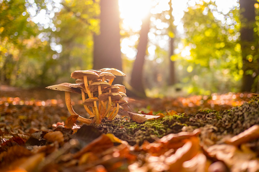 Mushrooms in the forest during a beautiful fall day in the national park Dwingelderveld in Drenthe, the Netherlands.