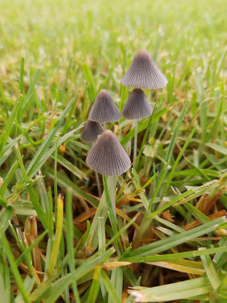 Mushrooms in the lawn stock photo