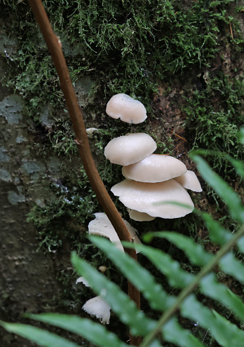 Mushrooms growing on a shaded tree trunk in a West Coast forest in Canada.